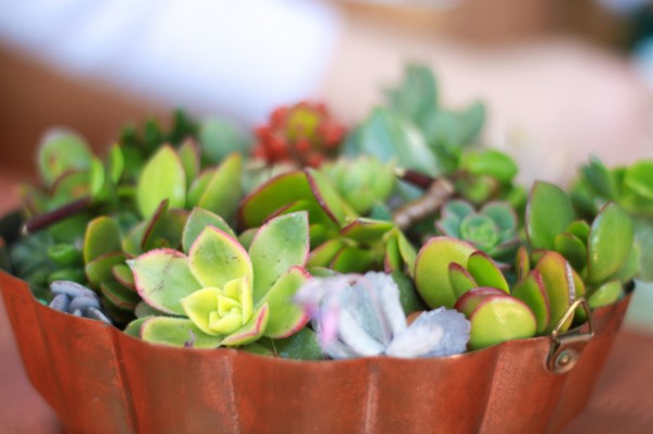Succulent collection - how to plant succulents