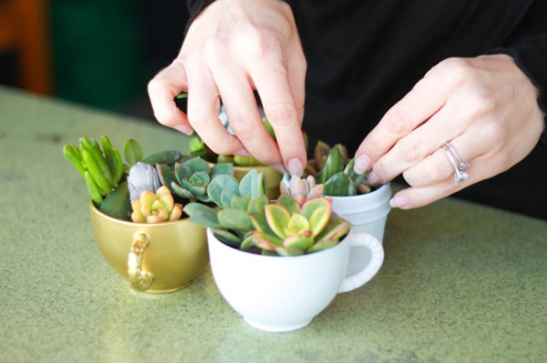 Succulents in cups