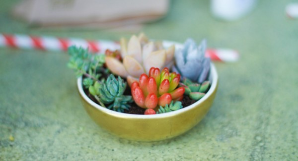 Succulents in dishes
