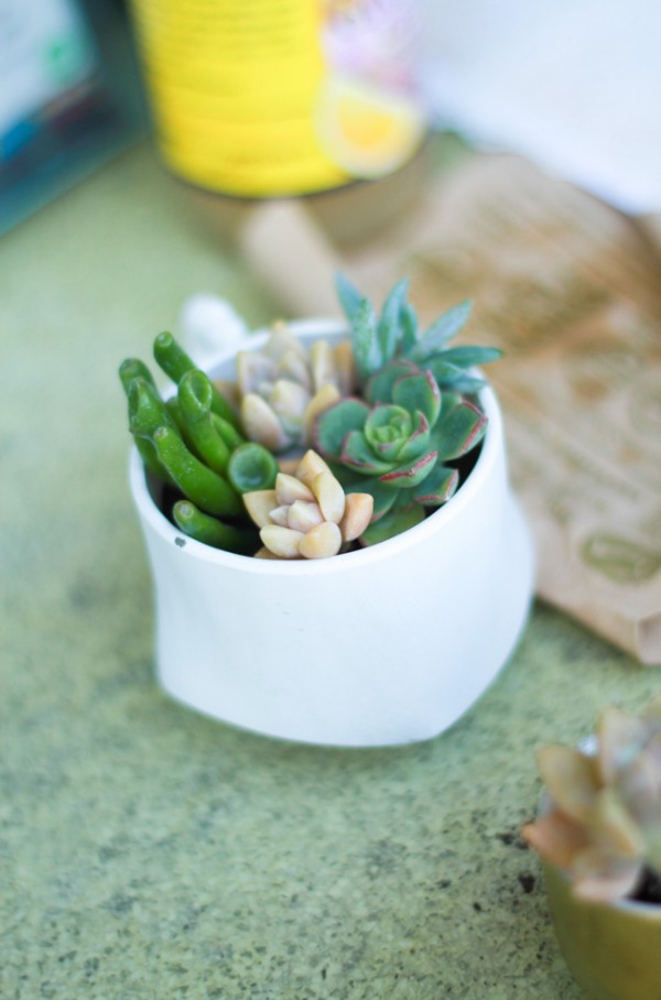 Thrift store dishes upcycled into cute succulent planters!