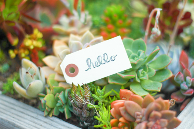 Cute hello tag in succulent planter