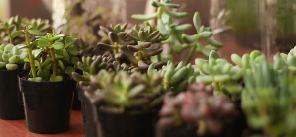 Mason Jar Terrarium succulents - at Crafternoon!